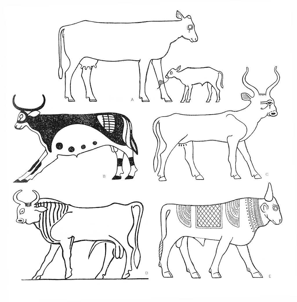 a — скот (корова и телёнок), bd — скот (бык), c — скот (корова), е — скот (бык) / Египет